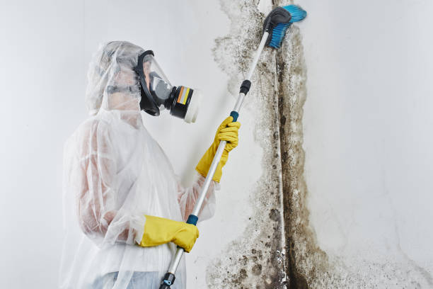 Reliable Lexington Hills, CA Mold Remediation Solutions