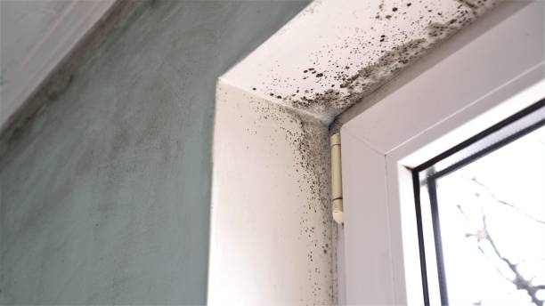 Best Basement Mold Remediation in Lexington Hills, CA