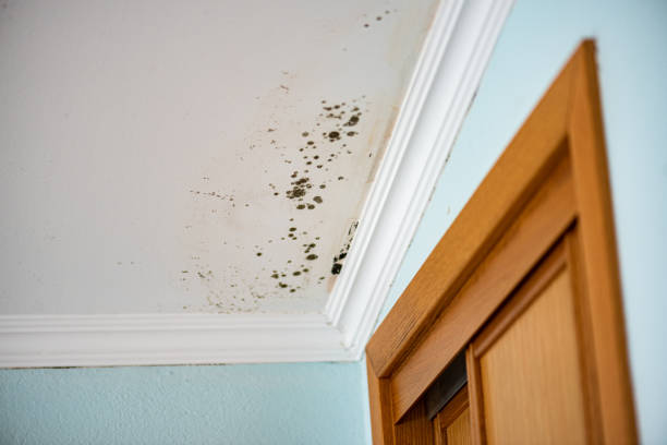 Best Commercial Mold Remediation in Lexington Hills, CA