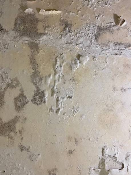 Best Kitchen Mold Remediation in Lexington Hills, CA