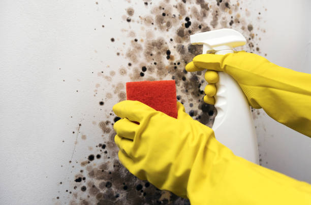 Best Localized Mold Remediation (e.g., coastal areas, humid climates) in Lexington Hills, CA