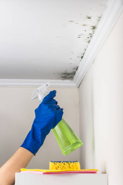 Best Post-Remediation Services in Lexington Hills, CA