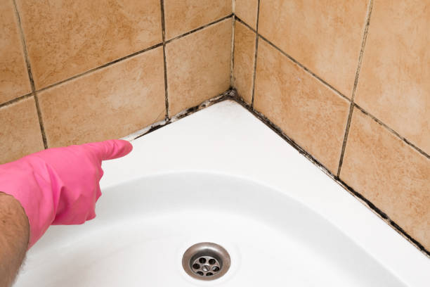 Best Attic Mold Remediation in Lexington Hills, CA